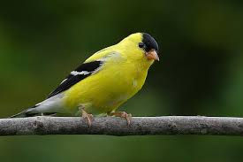 Wild bird seed preference chart - Fairplay Wild Bird Centre Calgary