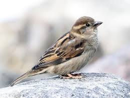 Wild bird seed preference chart - Fairplay Wild Bird Centre Calgary