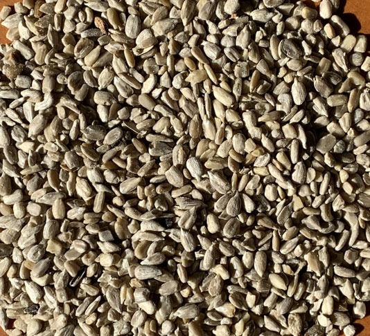 Black Oil Sunflower