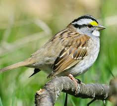 Wild bird seed preference chart - Fairplay Wild Bird Centre Calgary