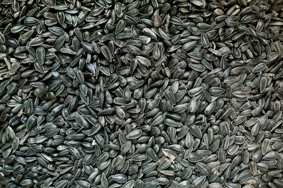 Fairplay Wild Bird Mix