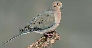 Wild bird seed preference chart - Fairplay Wild Bird Centre Calgary